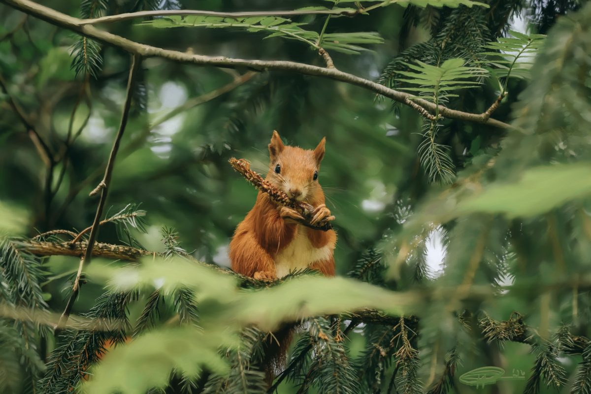 1000066558 — Nature by Paul Samson
